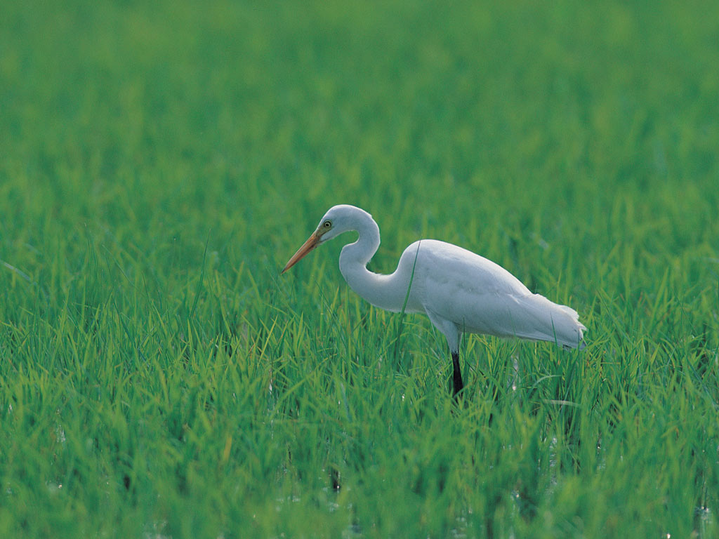 photographs of stork bird stand in fields